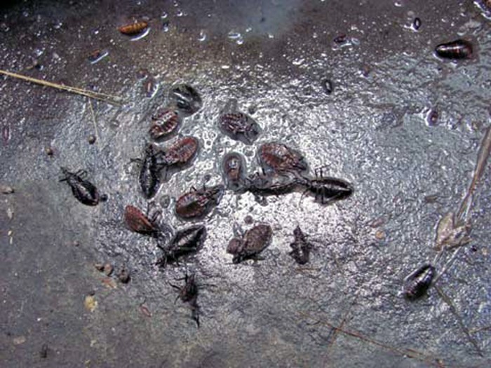 Loài bọ xít này sống bằng máu người hoặc động vật, khi không có động vật chúng sẽ tìm đến người để hút máu. Chúng không chỉ xuất hiện ở các khu nhà ẩm thấp, tối tăm mà còn xuất hiện cả ở những khu nhà cao tầng, đầy đủ tiện nghi.